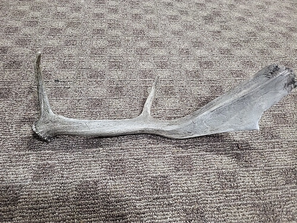 Aged Moose Antler 18"