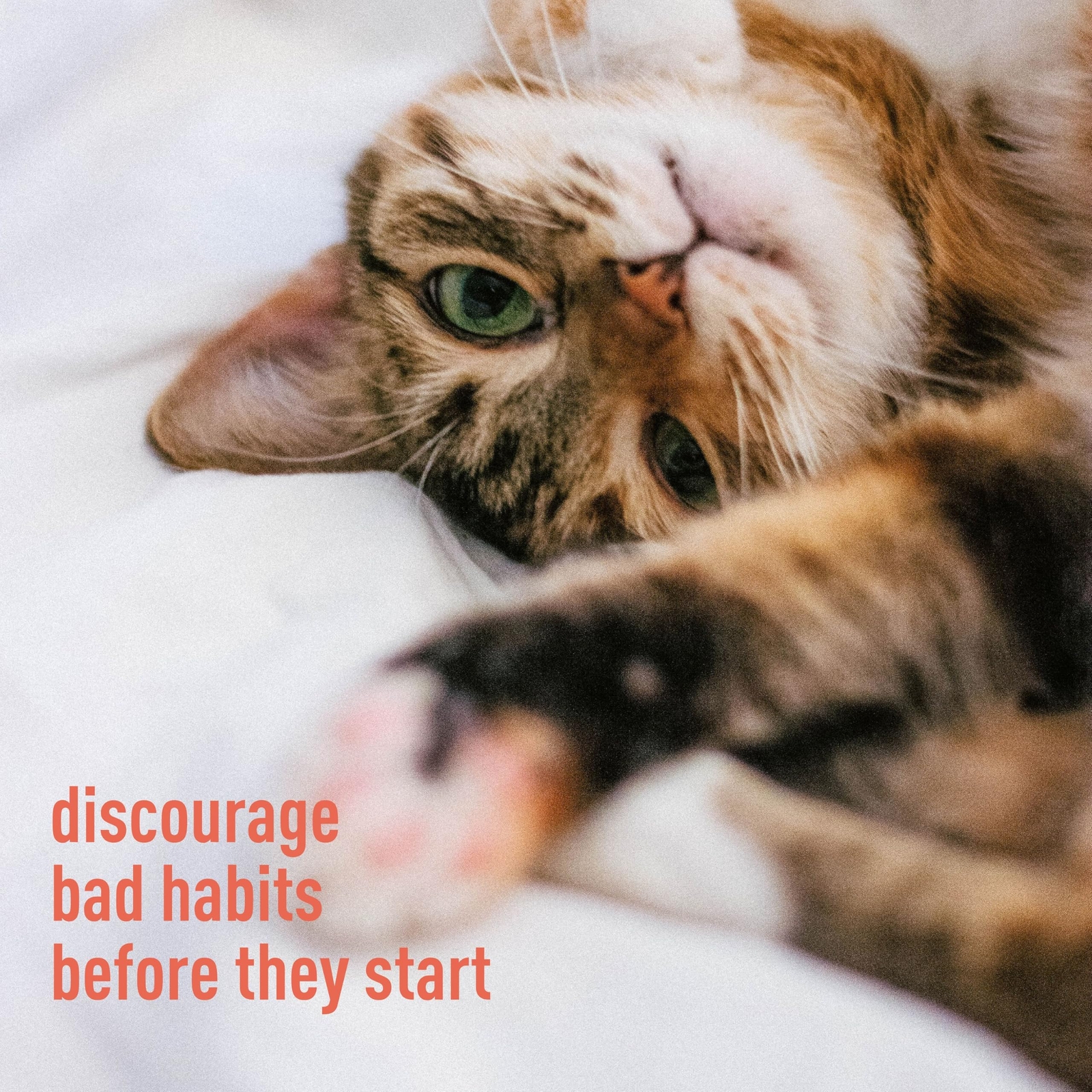 MESSY PET CAT Pet Training Deterrent Spray Bottle 27.05 fl oz