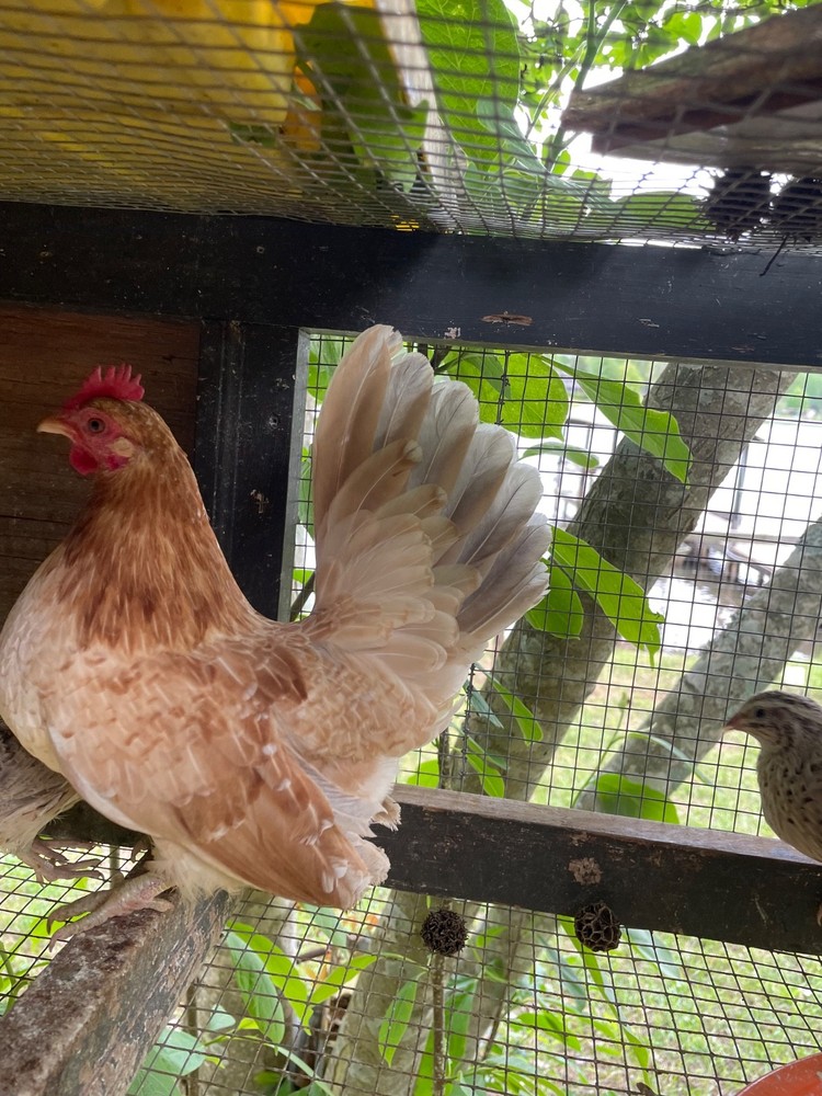 4 Malaysian Serama hatching eggs