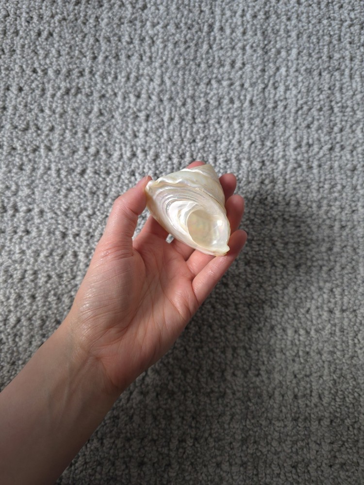 Iridescent Seashell Decorative Accent - Pearl White