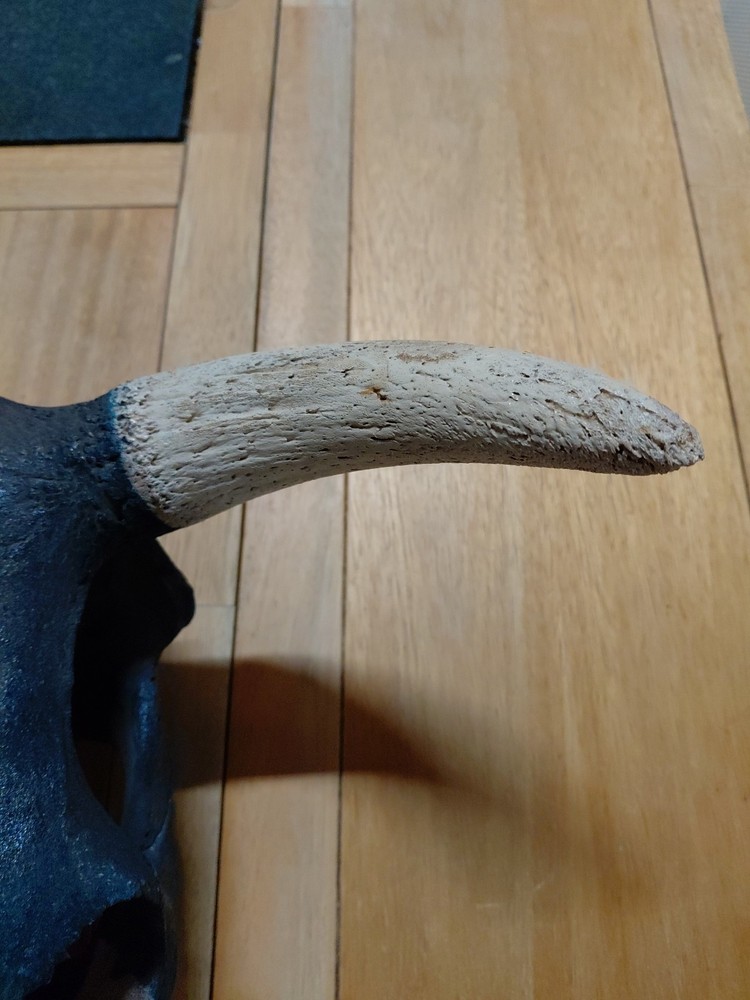 bull skull with Texas Flag