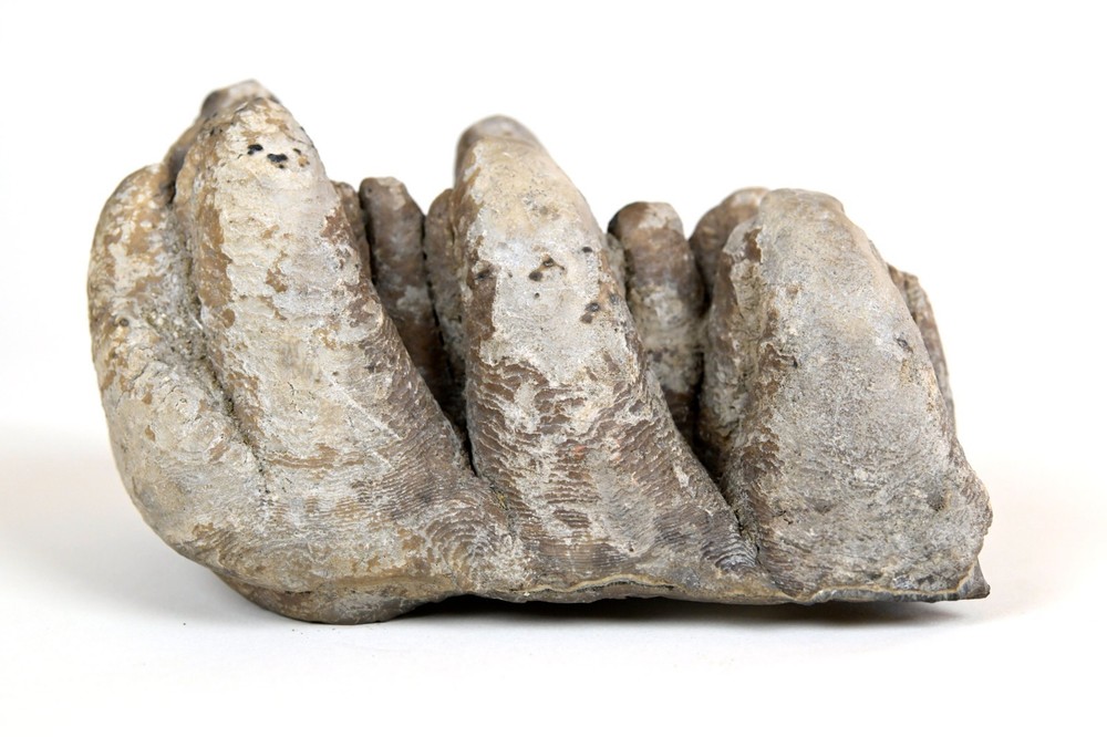 Gomphotherium Tooth: 5-Inches Unworn