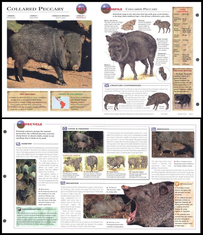 Fold-Out Sheet - Collared Peccary - 212
