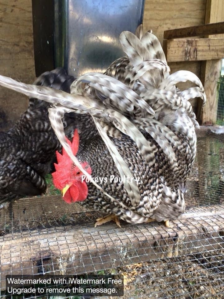 Japanese Bantam Assortment Hatching Eggs