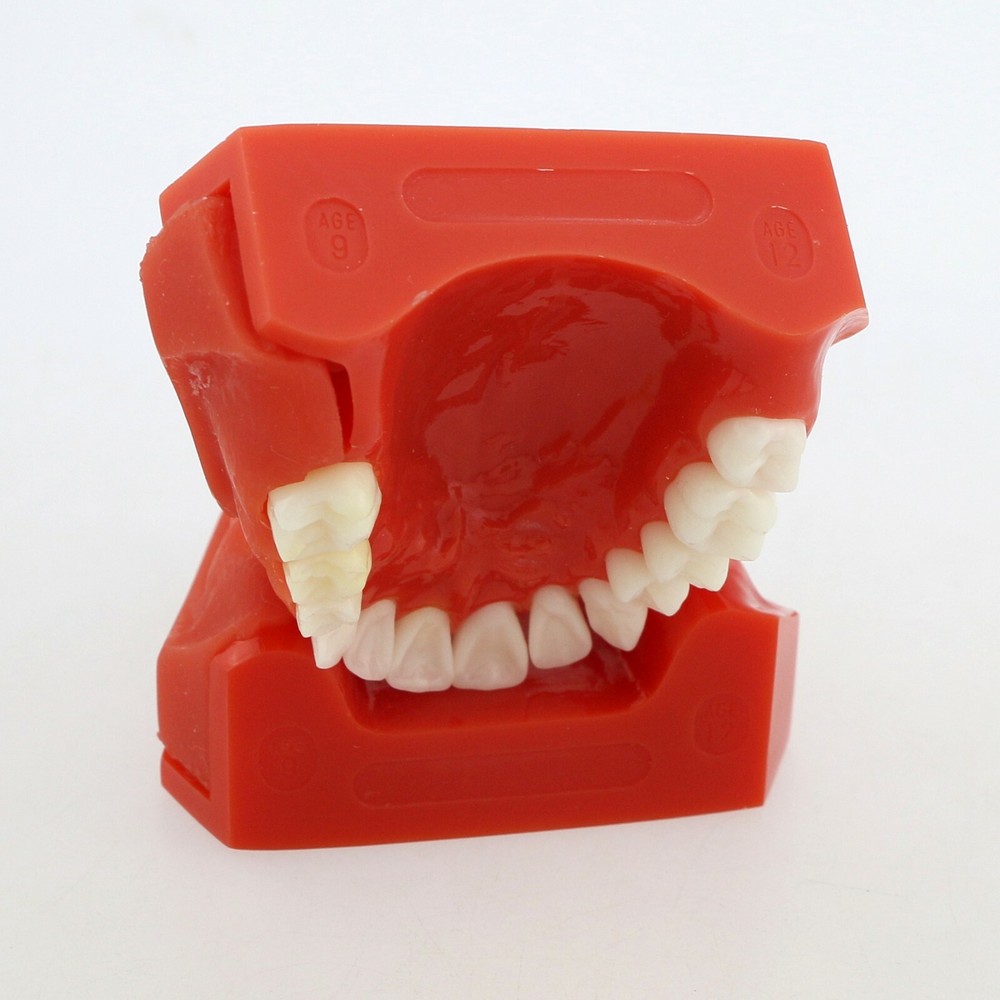 Dental Teeth Permanent Tooth Alternate Demonstration Study Teaching Model 4006#