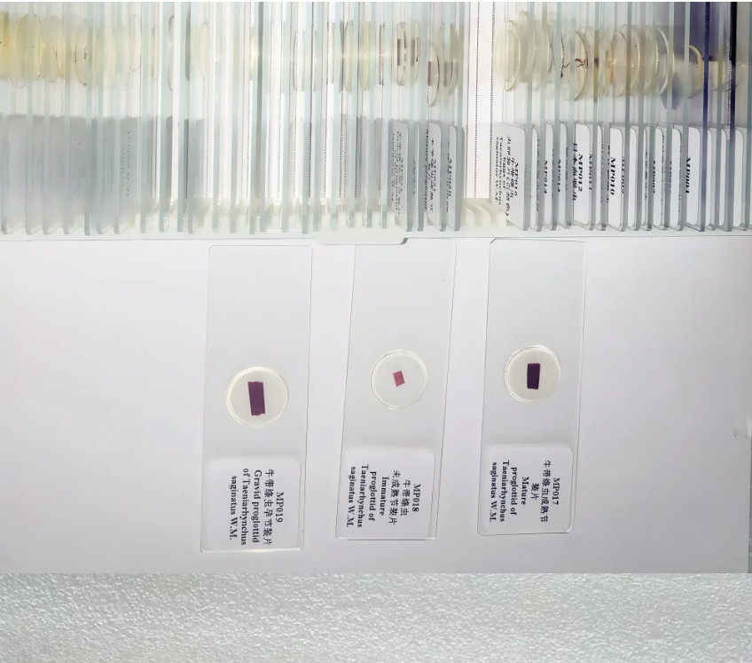 50PCS Prepared Microscope Parasitology Slides for Educational Teaching