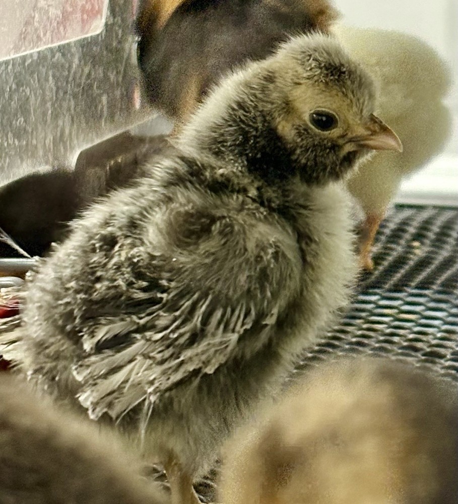 12 —TOTAL -pure silver Laced Polish Eggs