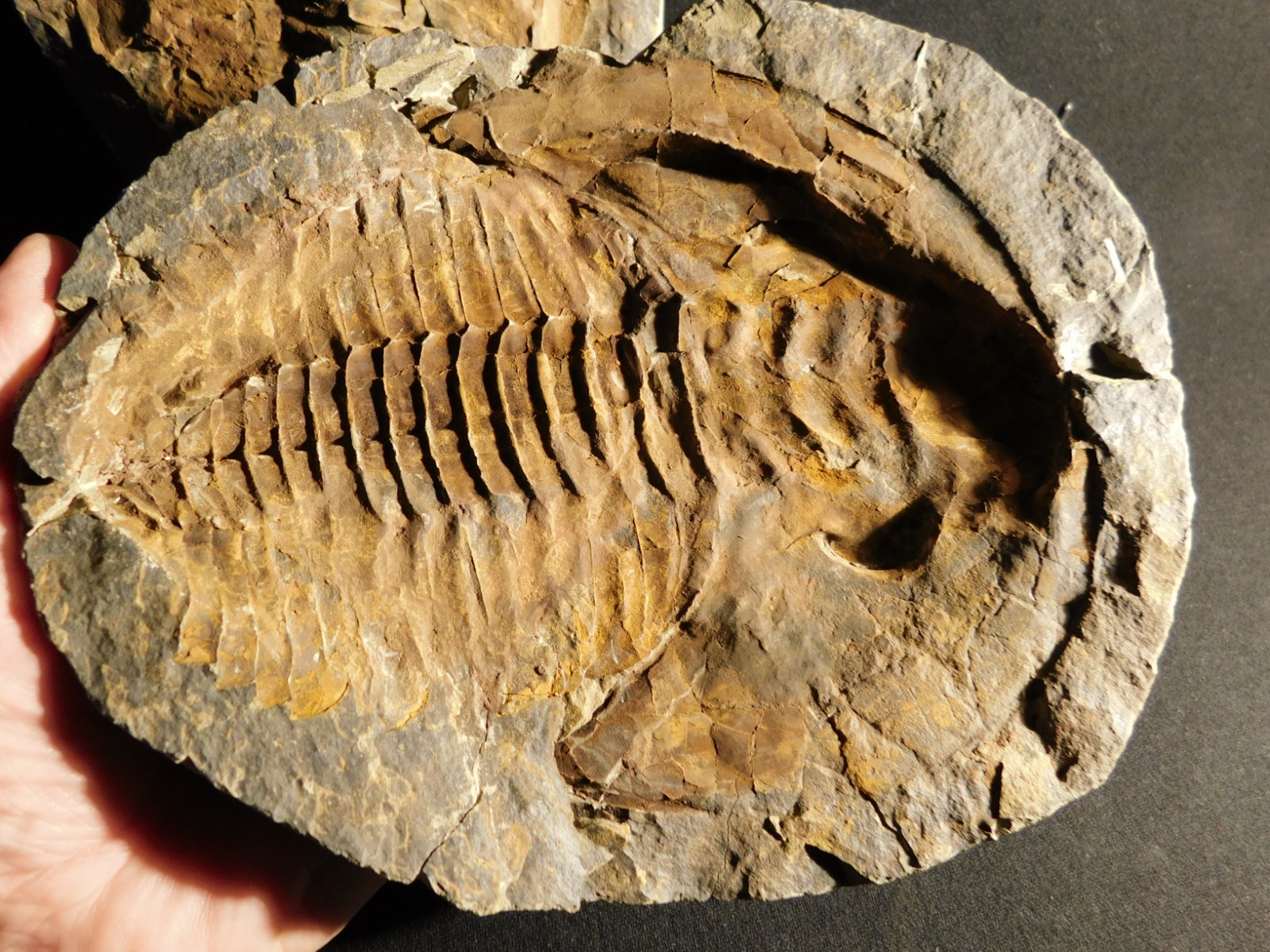 HUGE! 530 Million Year OLD! Andalusiana Trilobite Fossil Anif Morocco 3933gr