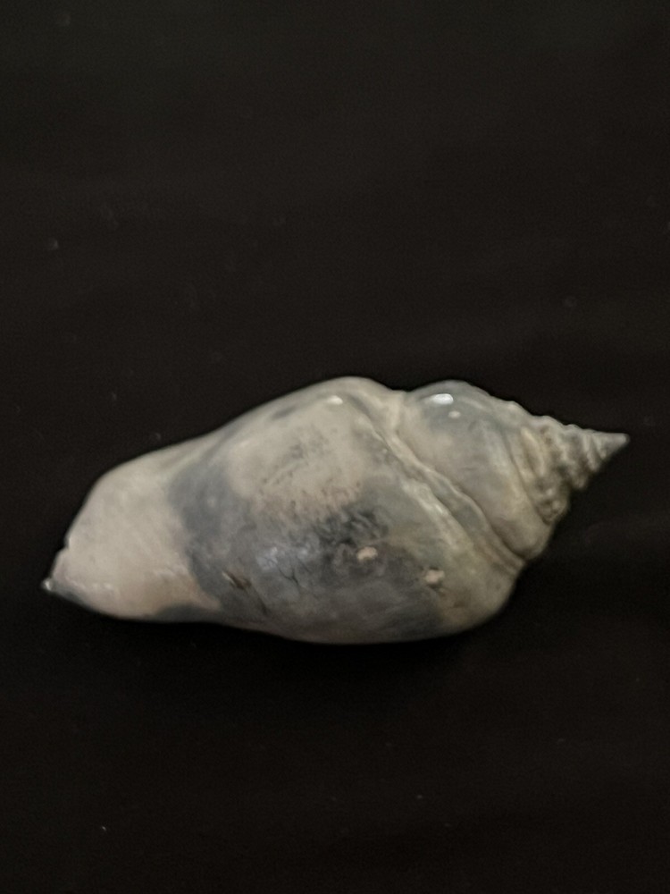 RARE Fossilized FIGHTING CONCH Shell From Central Florida.