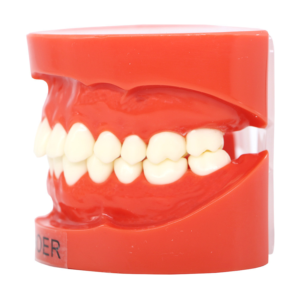 1:1 Adult Typodont Model, Standard Plastic Teeth Demonstration Study Model