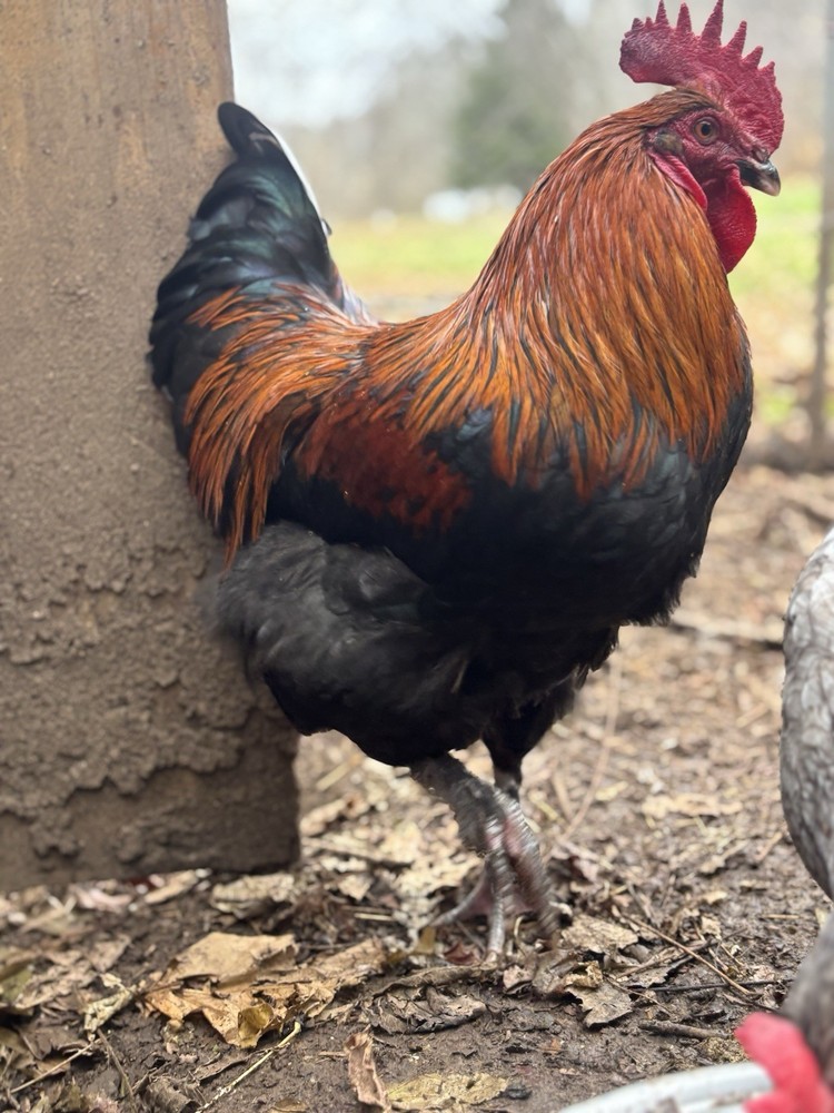 10 +Black Copper Maran Fertile Hatching Eggs!!