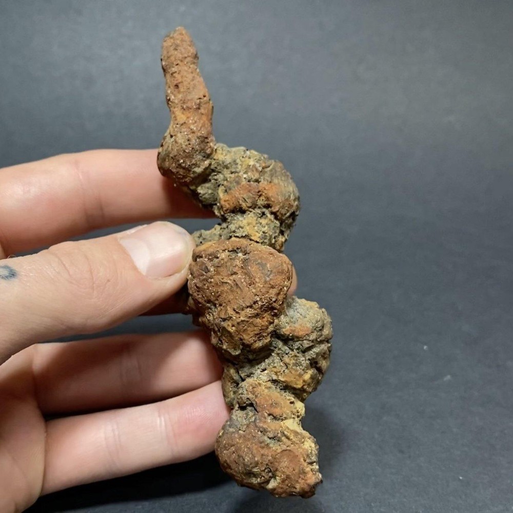 Copralite, Fossilized Turtle Poop #3