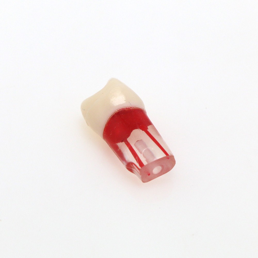 10 Pcs Dental Autoclavable Endo Root Canal Teeth Model Study Practice Typodont