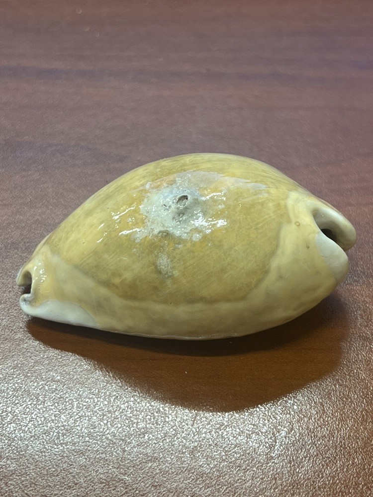 EXTINCT Fossilized COWRIE Shell From Central Florida , Pliocene Era.