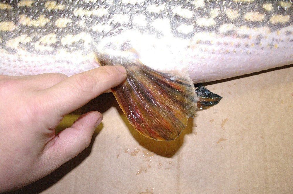 Pike Taxidermy Reference Photo Cd