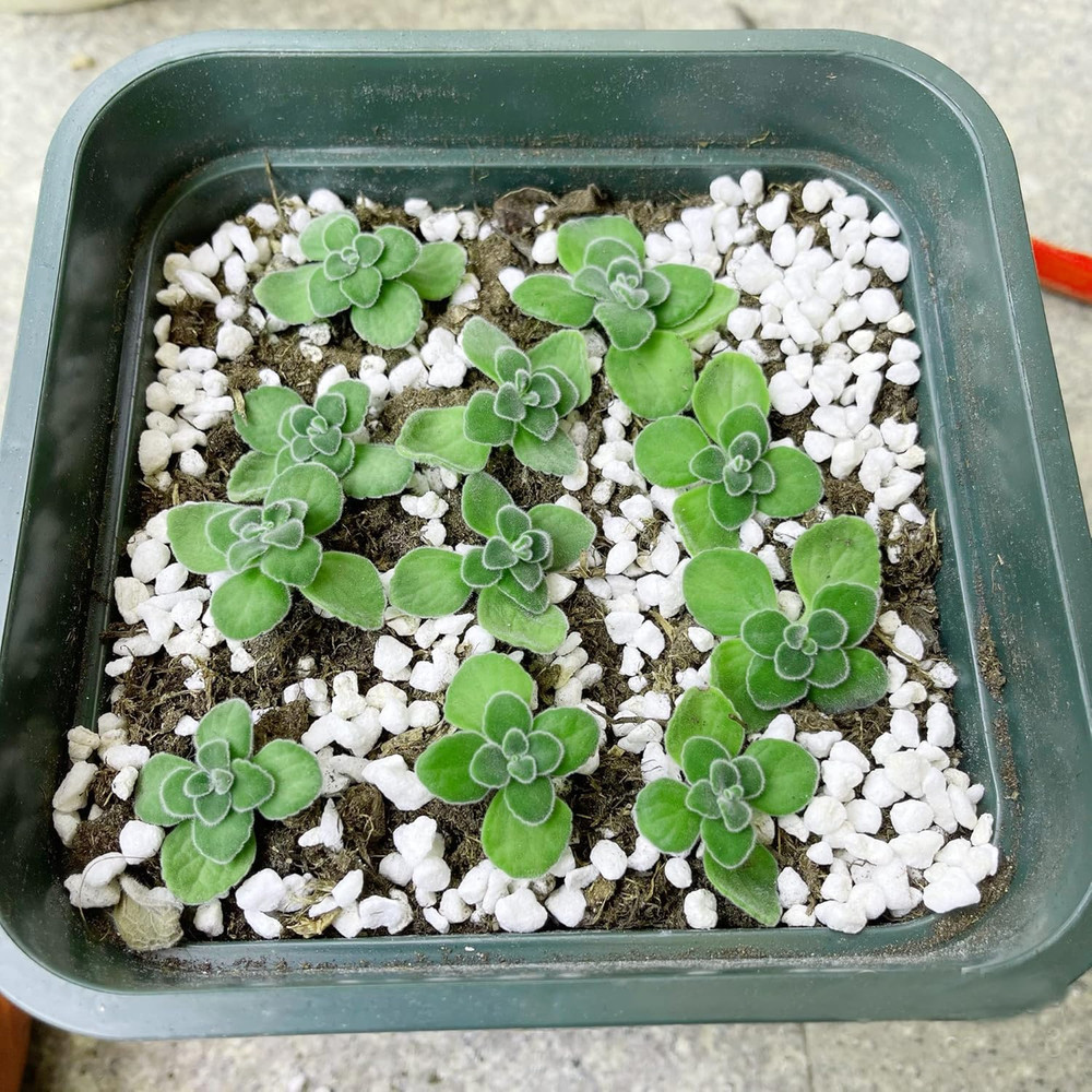2 Quart Organic Perlite Horticultural Soil Amendment for Plants and Enhanced Dra