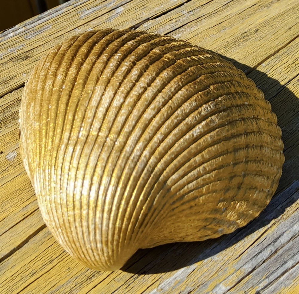 Decoupage ClamWin Shell - Handmade