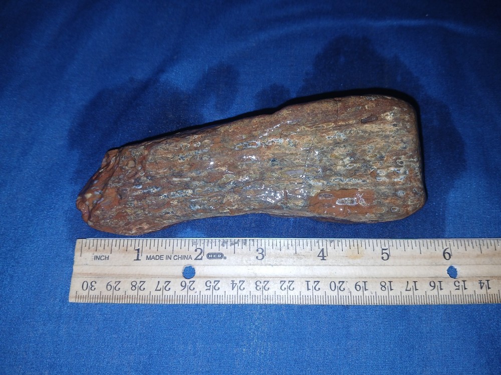 10.5 oz Texas Petrified Wood