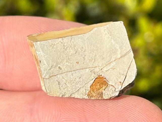 Georgia Fossil Trilobite Aphelaspis brachyphasis Conasauga Formation Cambrian