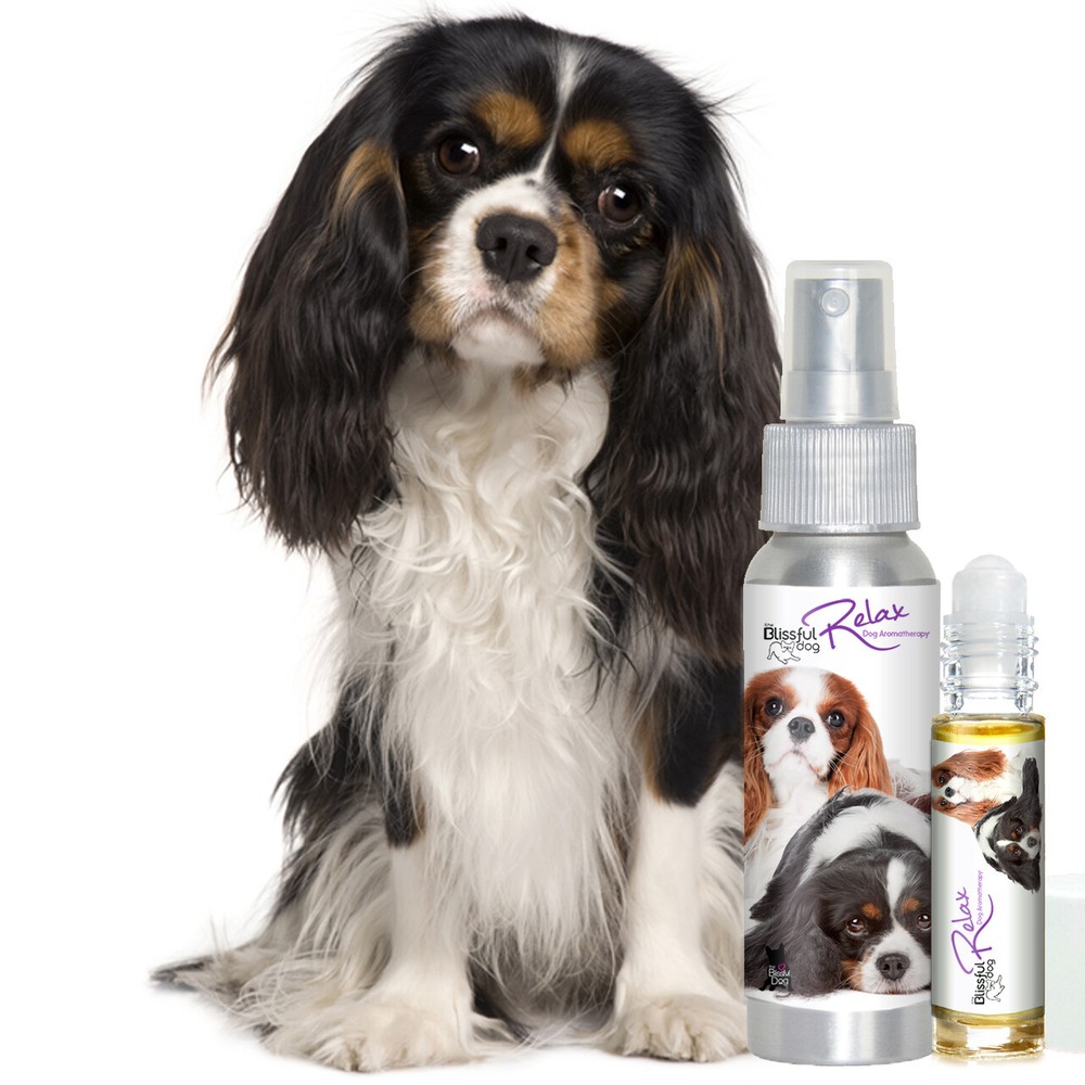 Cavalier King Charles Spaniel Relax Aromatherapy | Calms Your Anxious Scared Dog