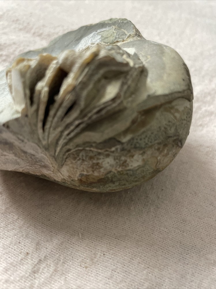 Real Fossil 485 Gr