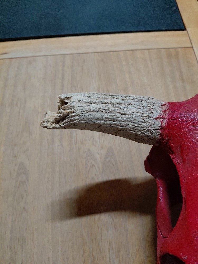 bull skull with Texas Flag