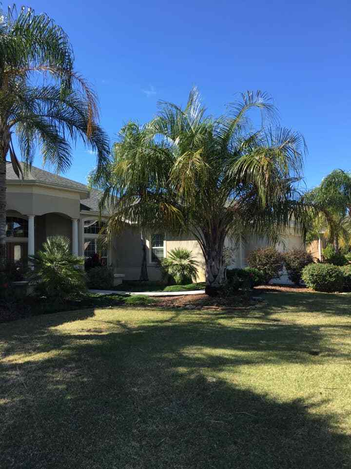 Butiagrus Seeds! F1 Hybrid Mule Palm Seeds. Rarely Ever Offered! Cold Hardy!