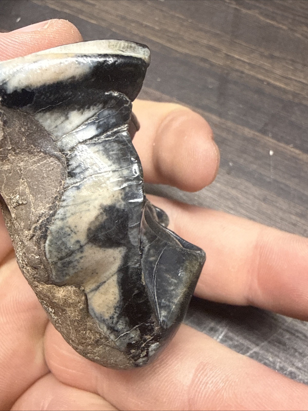 MASSIVE Wooly Rhinoceros Tooth Pleistocene Ice Age Permafrost