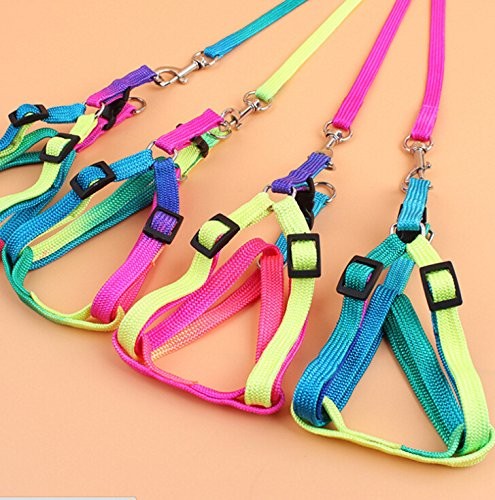 Hypeety Pet Bird Harness and Leash with Buckle Adorable Rainbow Design Safe P...