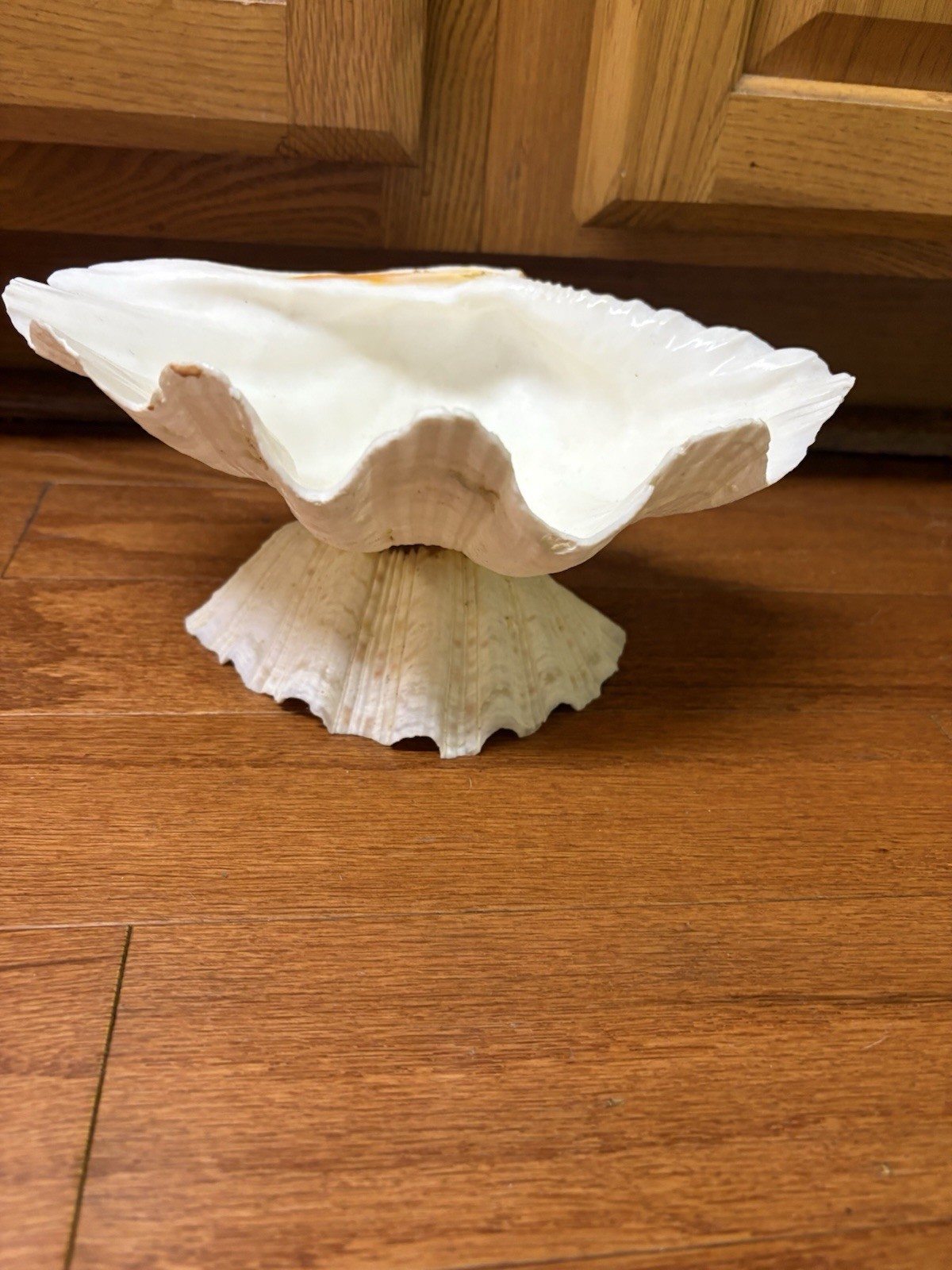 Tridacna Clam Shell Dish Trinket Soap Dish Centerpiece Display 9” Wide
