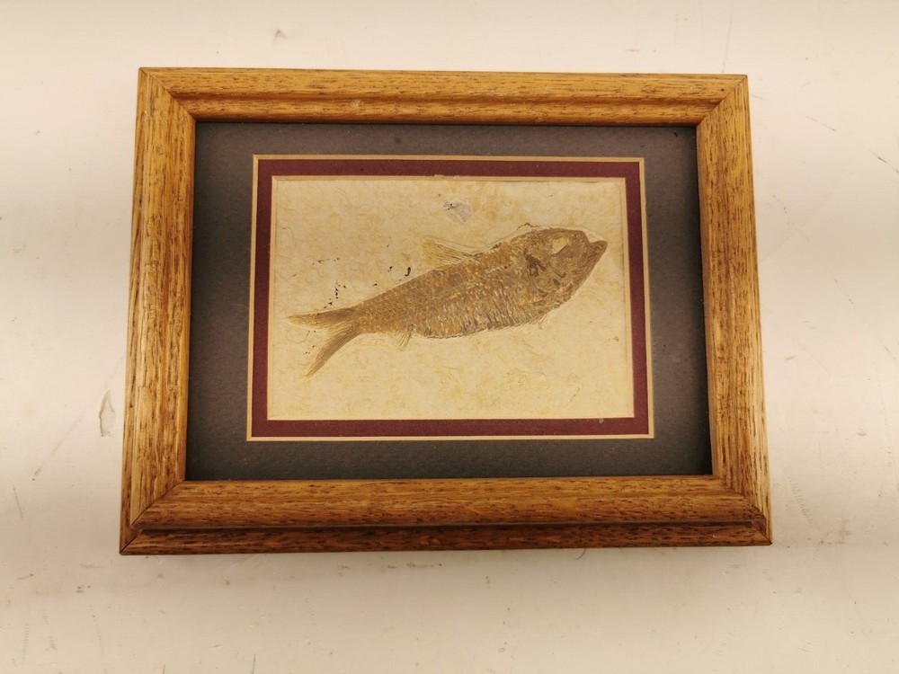 Superb Fossil Fish