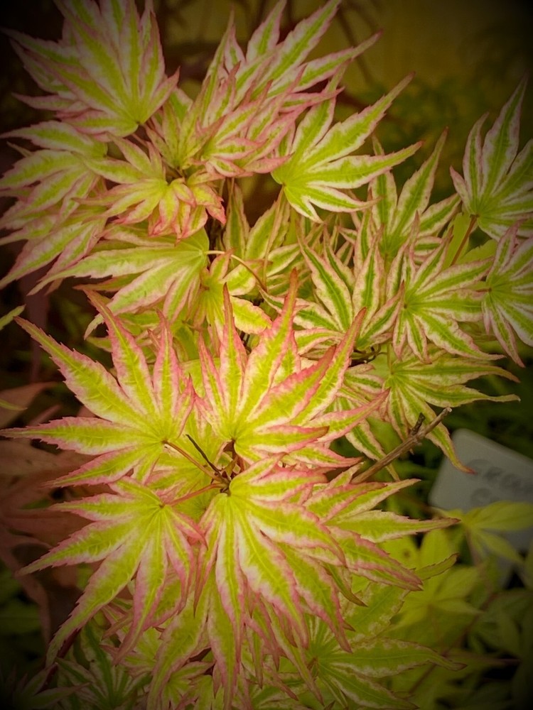 Japanese Maple Ikande