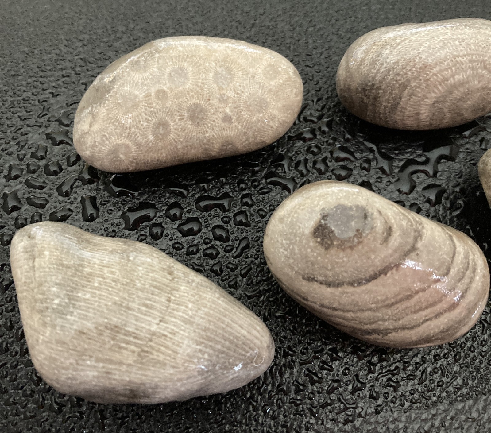5pc Michigan AMAZING Fossils -Petoskey & Charlevoix Stones Rugosa Stromatoporoid