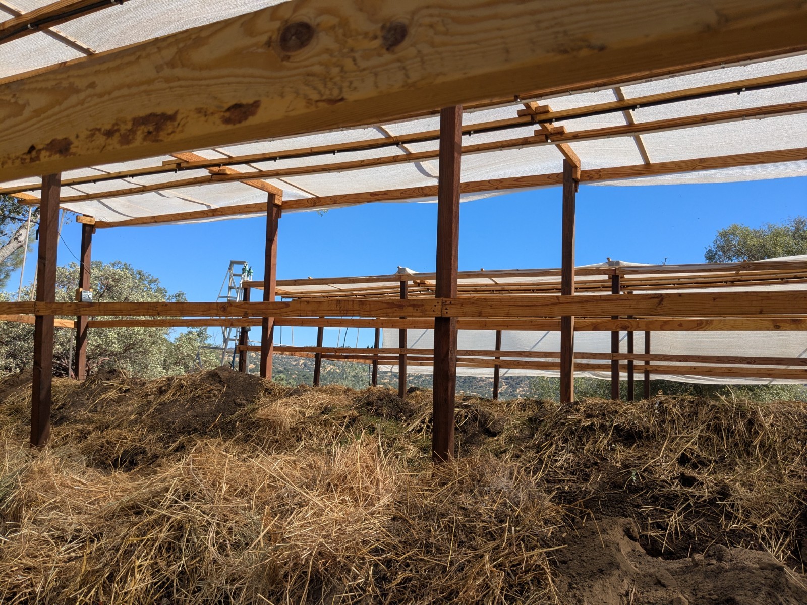 Live Red Wigglers 50Ct - Pure Eisenia Fetida - Fishing Bait - Pet Feed - Soil