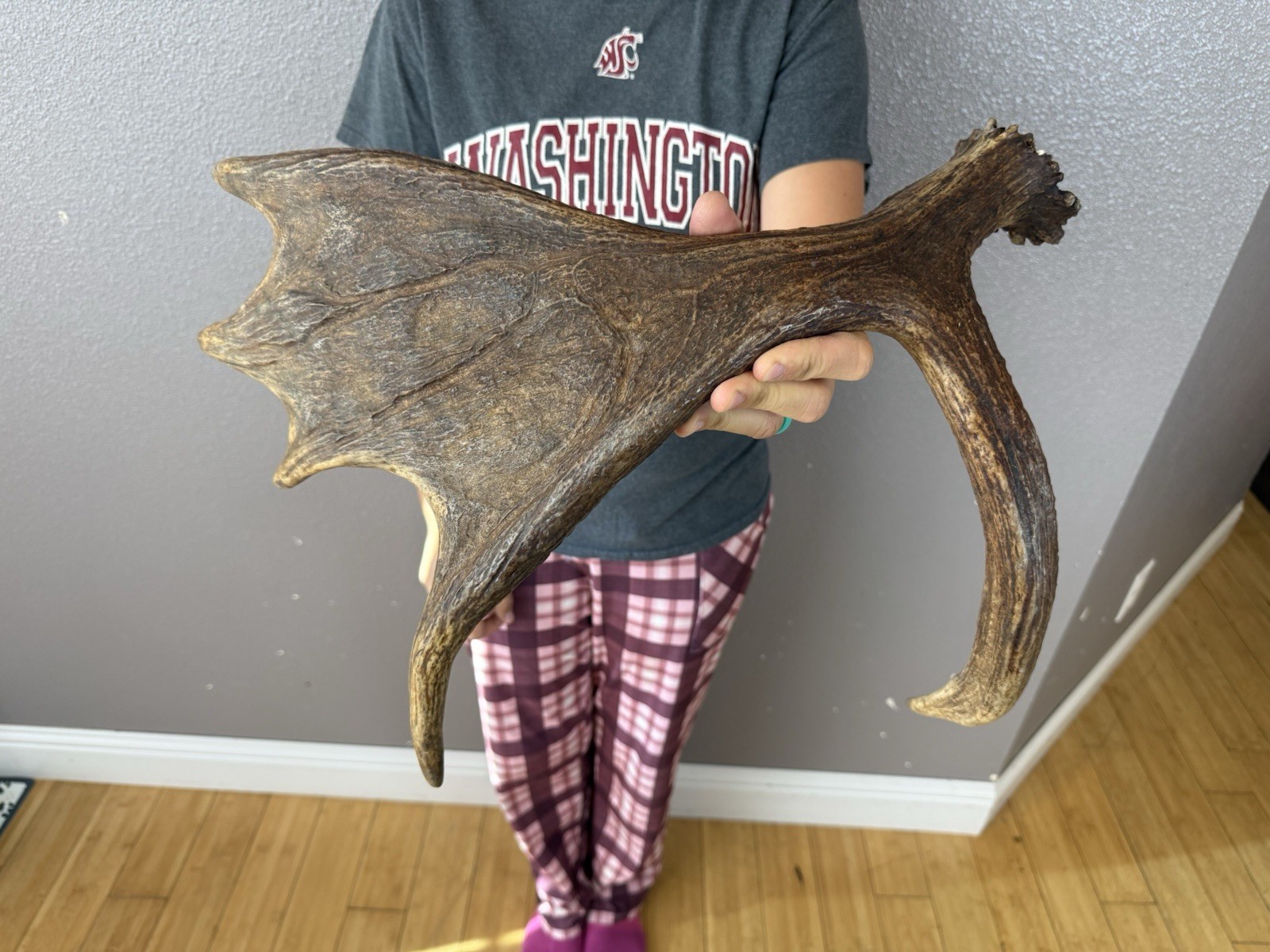 SHIRAS Moose Shed Antler HORNS Taxidermy Skull Mount Carving Wild IDAHO