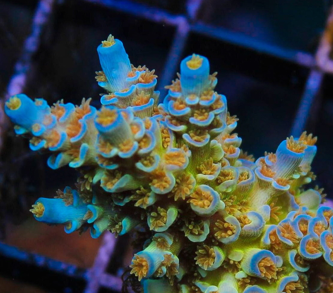 REEF PRO COMPLETE AB 2 GAL SET Calcium Alkalinity