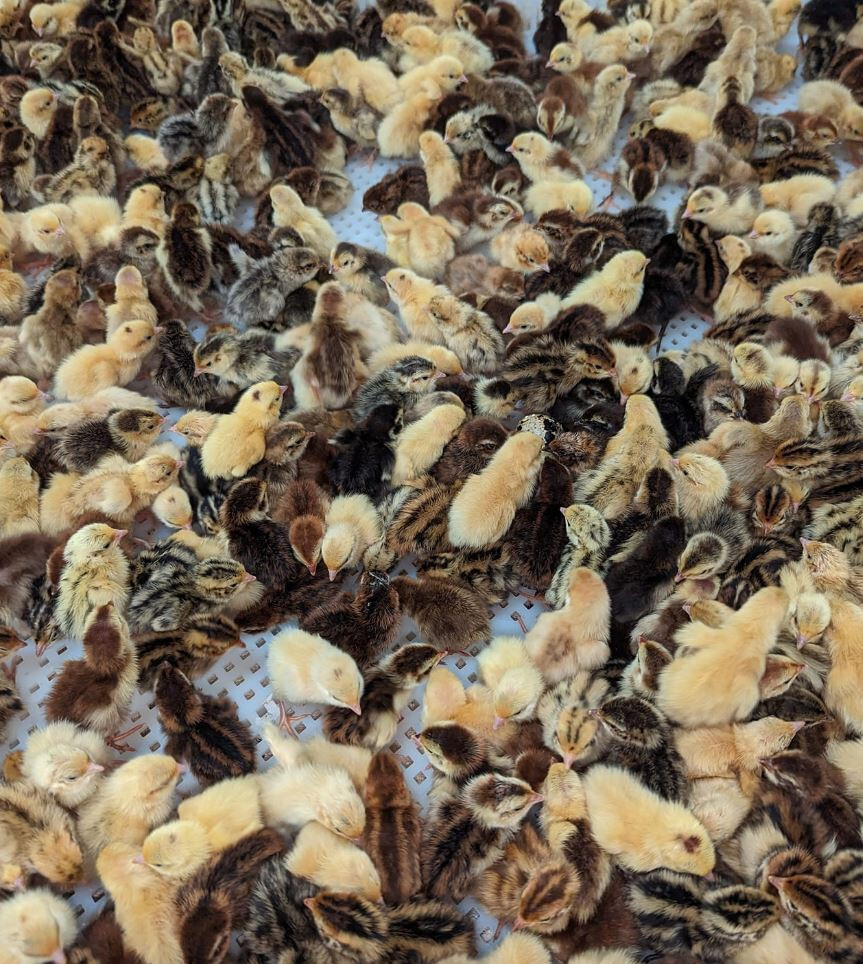 75+extras Coturnix Quail Hatching Eggs NPIP Flock