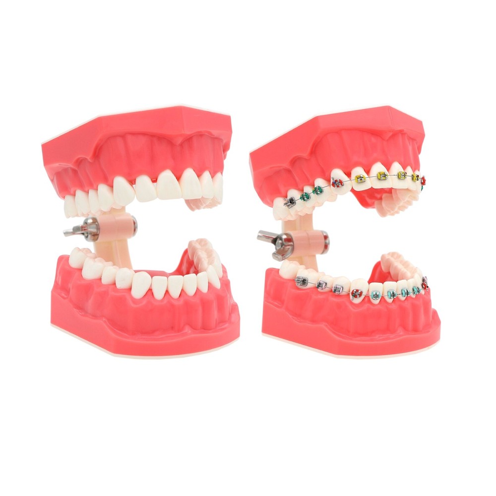 Dental Multi Typodont Teeth Model for Implant Pathological Restoration Practice