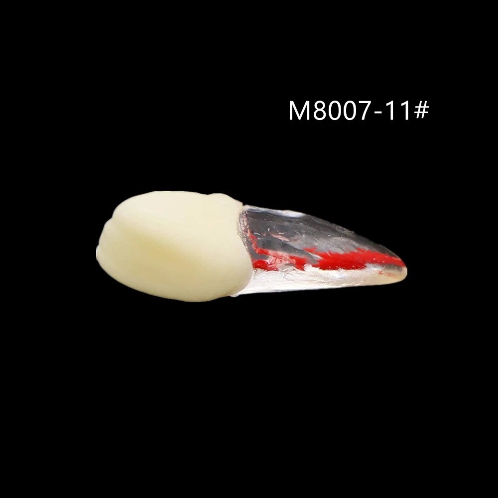 7 Types Endodontic Dental Practice Root Canal RCT Teeth Model Pulp Study #8007