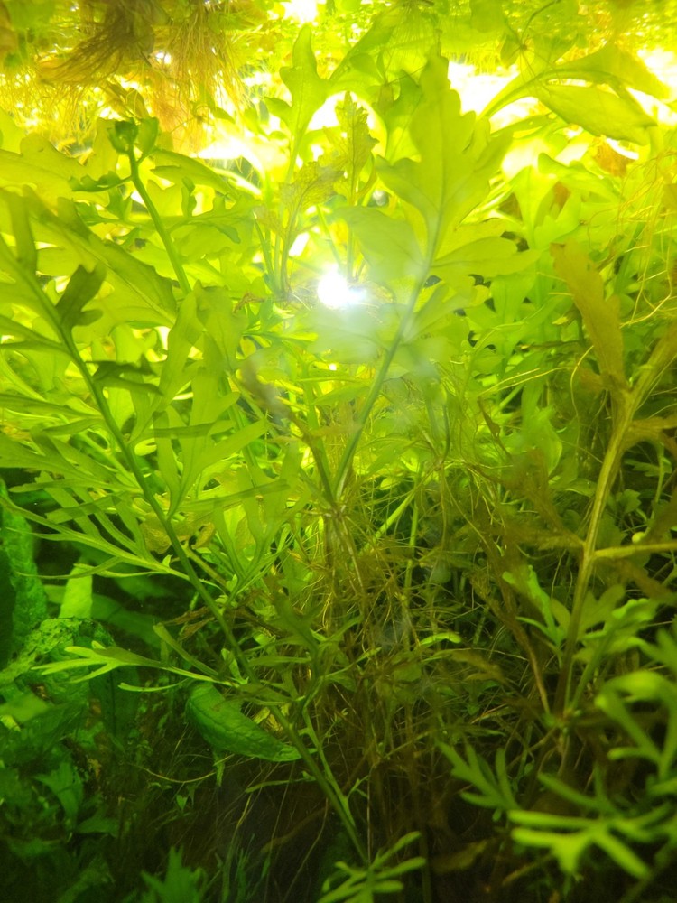 Water Sprite Large Portion Broad Leaf Variety