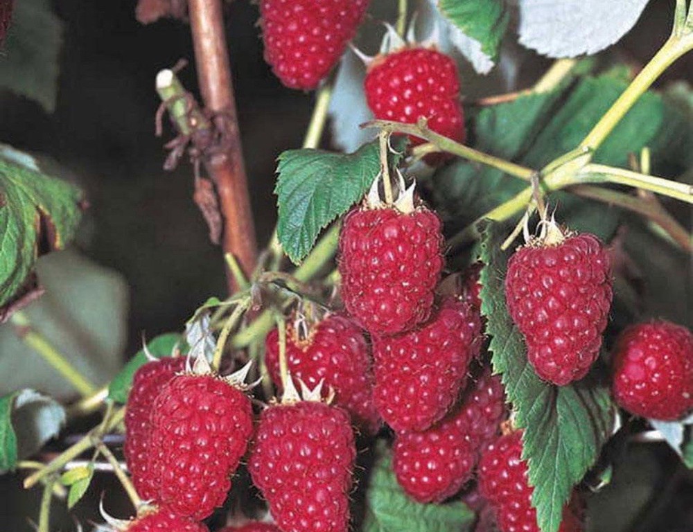 BUY ONE GET ONE FREE Organic Raspberry Plants - JUMBO AMITY - Fruit This Year
