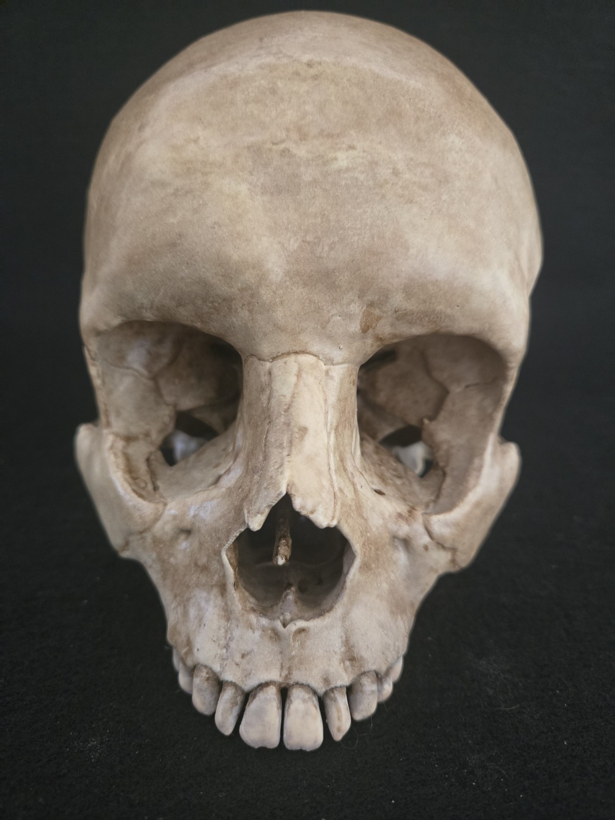 Skull Human Replica- Realistic Life Size- Momento Mori