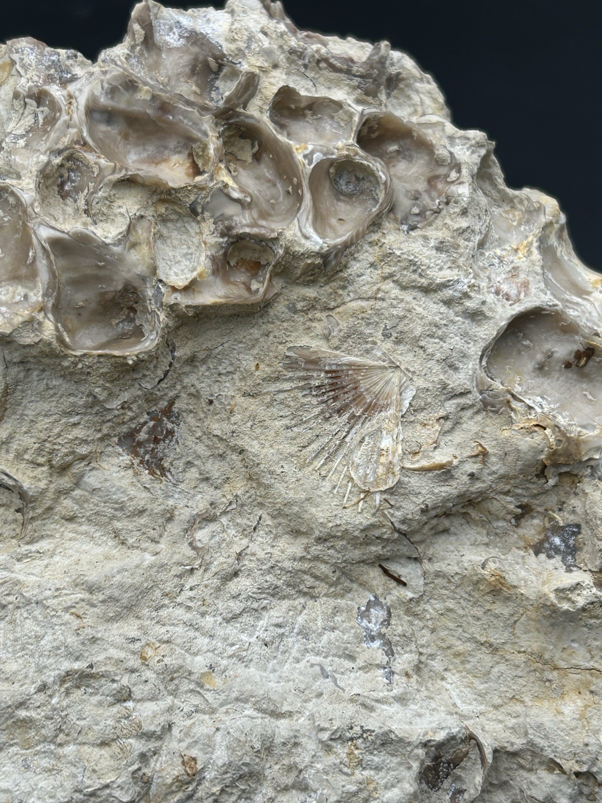 SUPERB 7.5” Cretaceous Mortoniceras Sp.Texas Fossil Ammonite!CRAZY Oyster Party!