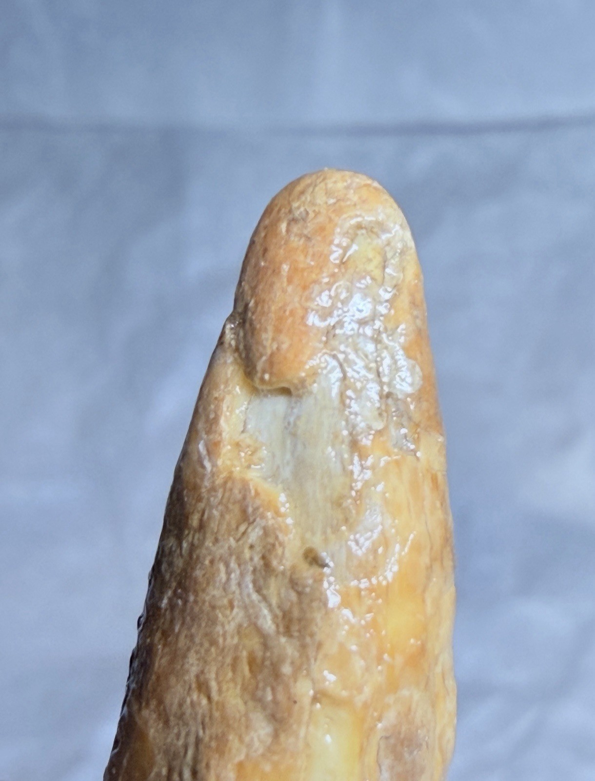 Ursus Spelaeus Fantastic 2” Romanian Cave Bear Canine Tooth Fossil, Talisman✨🔥