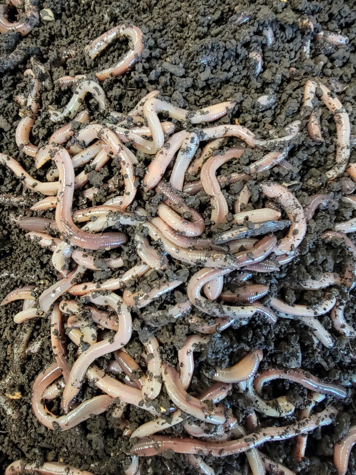 Baby Canadian Nightcrawlers Free Priority Shipping, Live Arrival Guarantee