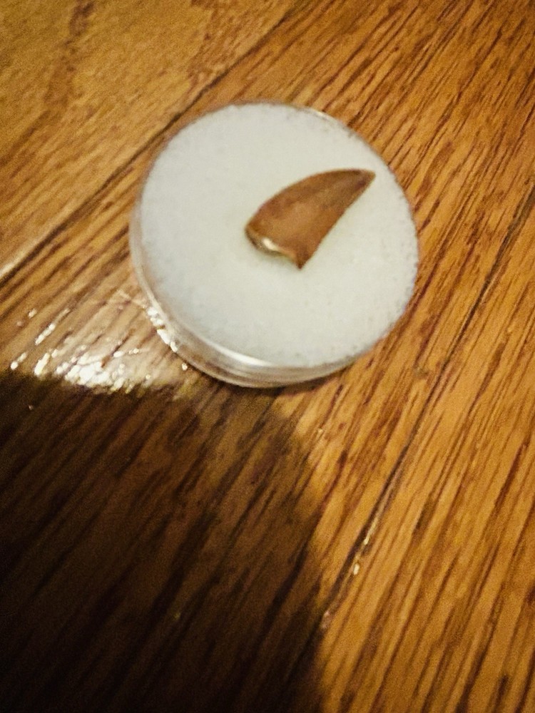 Fossil Raptor Tooth