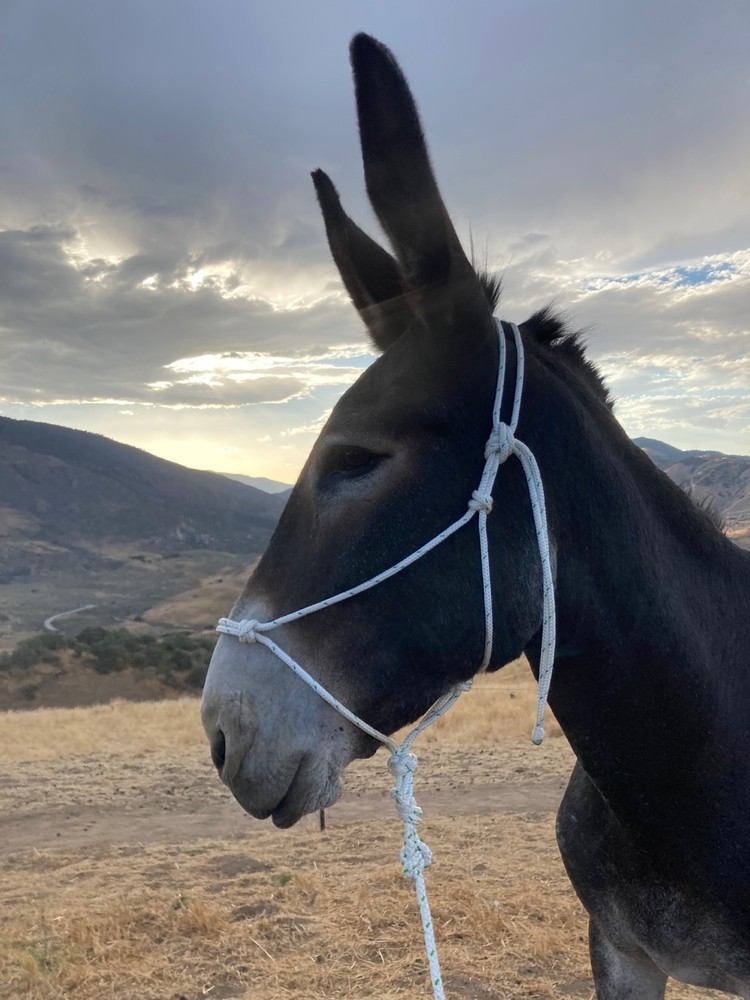 Mule/Donkey Adjustable Rope Halter & 8ft Lead