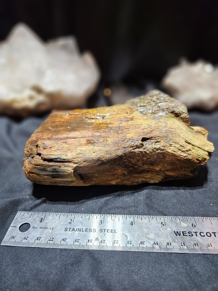 Petrified Wood Multicolored Specimen Natural Form (3lbs)