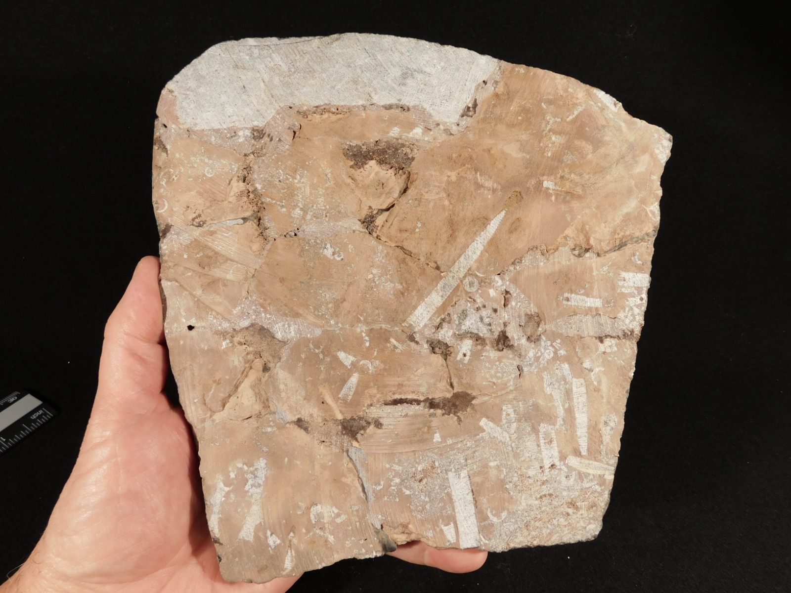 TWO BIG! 430 Million Year Old! CRINOID Fossils or Sea LILY Fossil Morocco 1565gr