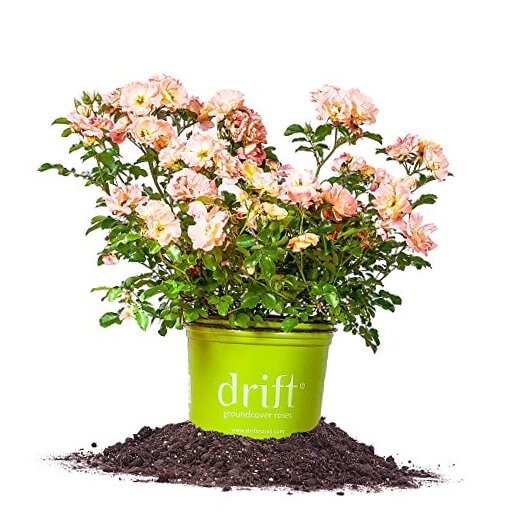 Peach Drift 1 Gallon 1 gallon